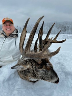 Whitetail Deer